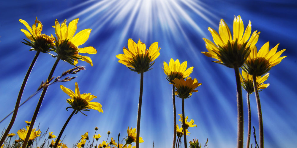 Flowers and growth