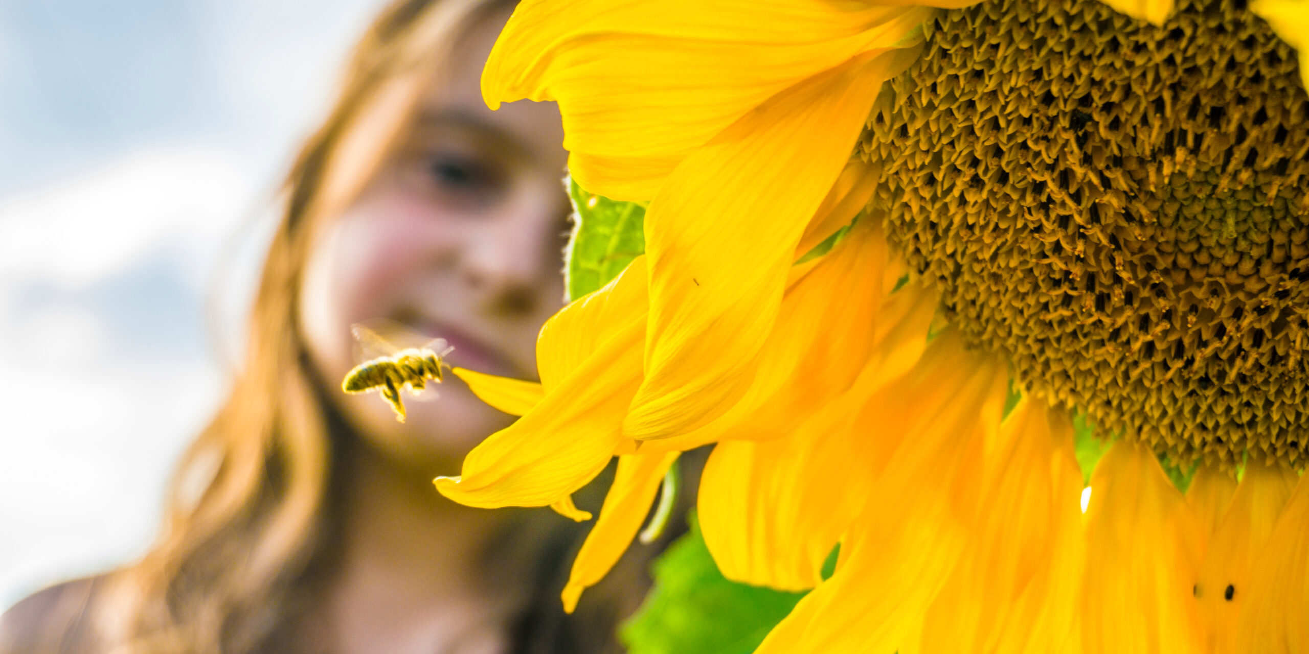 Blooming,Sunflower,,Flying,Bee,And,Little,Girl.,Flying,Bee,To
