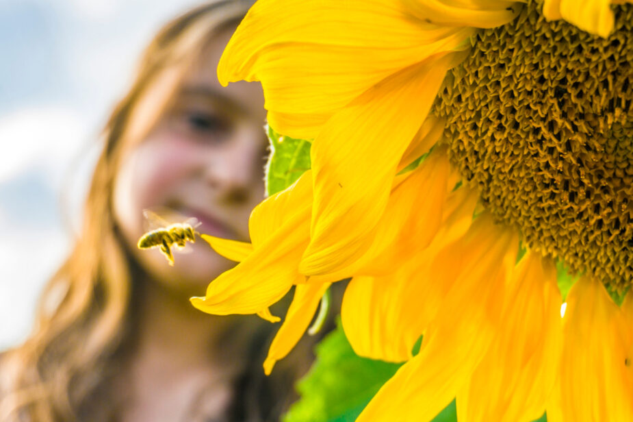 Blooming,Sunflower,,Flying,Bee,And,Little,Girl.,Flying,Bee,To